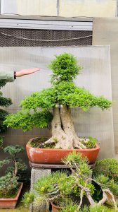 白蜡树盆景怎么养护方法与注意事项
