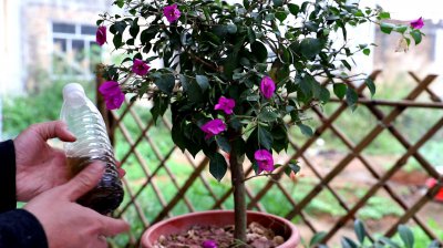 三角梅开花时能浇水吗 三角梅开花时需不需要浇水？