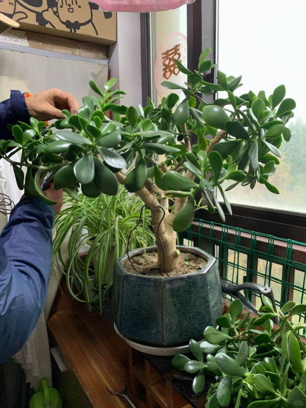 玉树盆景怎么养护方法与注意事项