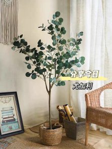 尤加利盆栽怎么养殖 如何种植尤加利盆栽？