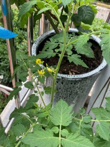 西红柿开花时能浇水吗 西红柿开花期间需要浇水吗？