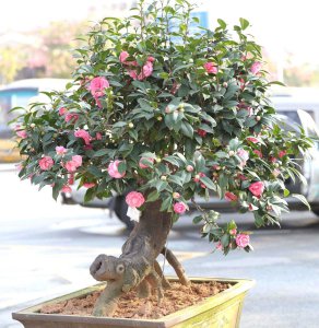 茶花盆栽怎么养殖 怎样养殖茶花盆栽
茶花盆栽养殖技巧