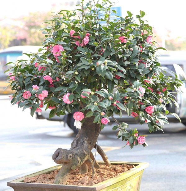 茶花盆栽怎么养殖
