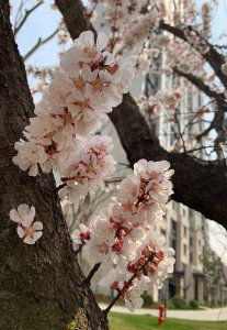 杏花开花时能浇水吗 杏花开放时需要浇水吗？