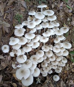 生长环境条件及特点鸡枞菌 鸡枞菌生长环境条件及特点