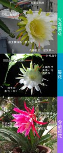 昙花生长环境条件及特点 昙花生长条件和特性