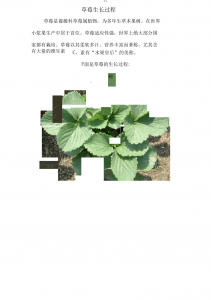 草莓生长环境条件及特点 草莓的生长环境和特性