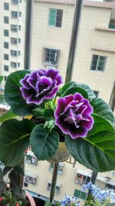 大岩桐花怎么养家庭养法 家庭养大岩桐花技巧