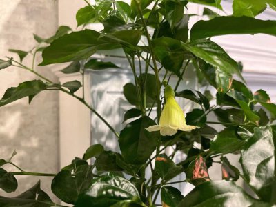 幸福树怎么养才开花 怎样才能让幸福树开花
幸福树的开花方法