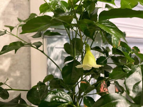幸福树怎么养才开花