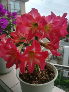 朱顶红花怎么养护能年年开花 如何让朱顶红花每年都绽放花朵？