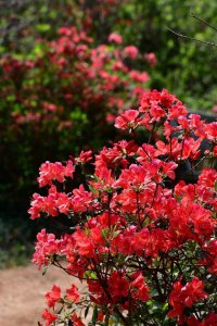 杜鹃花生长环境条件及特点 杜鹃花的生长条件和特征