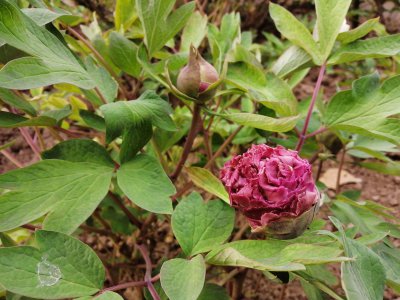 牡丹花生长环境条件及特点 牡丹花的生长条件和特性