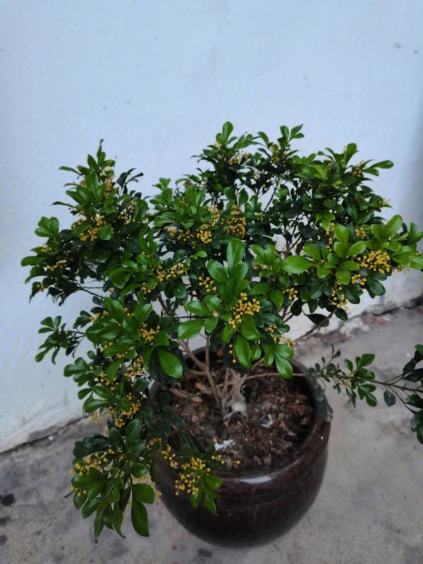 米兰要怎么养才能开花
