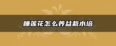 睡莲花怎么养盆栽水培 养睡莲花盆栽水培的方法