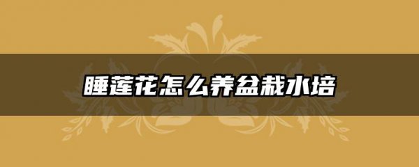 睡莲花怎么养盆栽水培