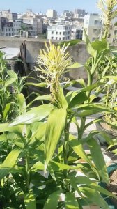 富贵竹怎么养才能开花 如何种植富贵竹才能使其开花？