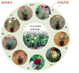玫瑰花生长环境条件及特点 玫瑰生长环境概况及特征