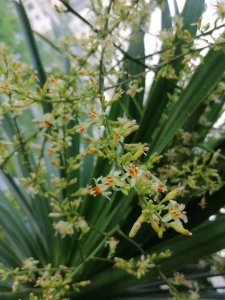 龙血树怎么养才开花 如何养护龙血树使其开花？