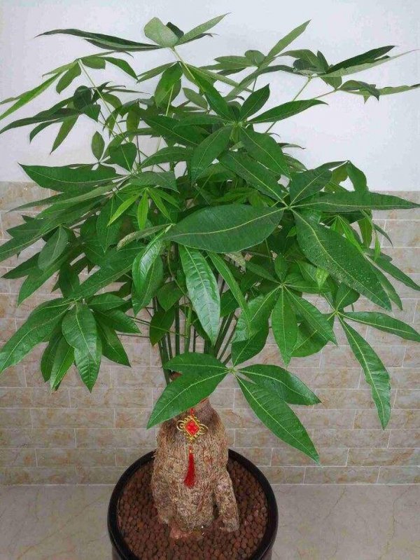 招财树怎么养殖才能更旺盛