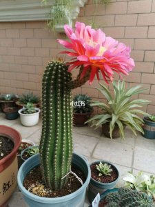 毛花柱怎么养才开花 毛花柱如何培养才能开花