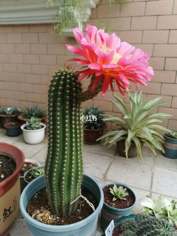 毛花柱怎么养才开花