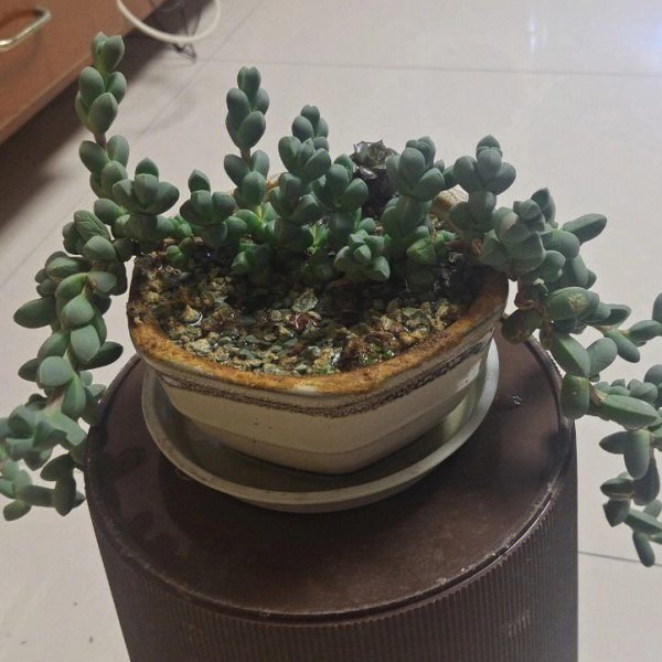 鹿角海棠怎么养护出状态