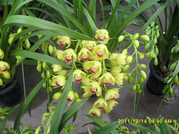 大花惠兰怎么养才能开花