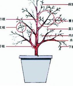 栀子花生长环境条件及特点 栀子花的生长环境和特性