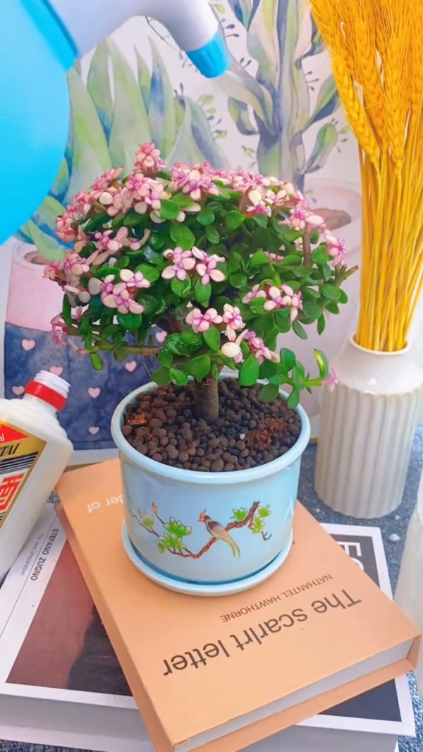 金玉满堂花怎么养才能开花