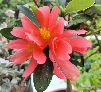 茶花怎么养护才长得好 如何才能让茶花茁壮成长