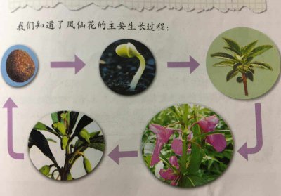 凤仙花怎么养才开花 凤仙花如何护理才能开出美丽的花朵？