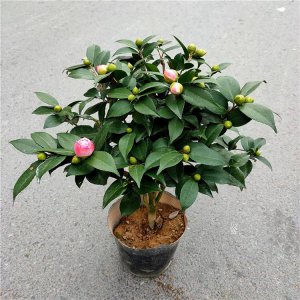 千里香花怎么养长的好 如何才能有效地种植千里香花？