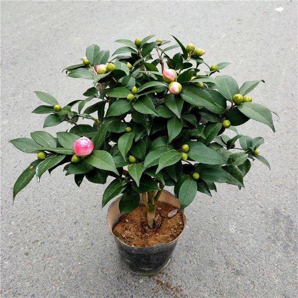 千里香花怎么养长的好