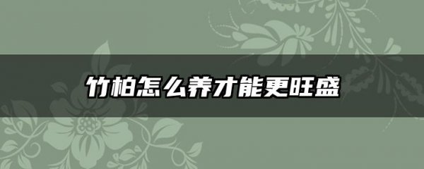 竹柏怎么养才能更旺盛