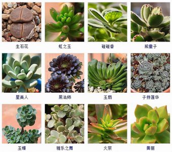 多肉生长环境条件及特点 多肉植物的生长环境及特性