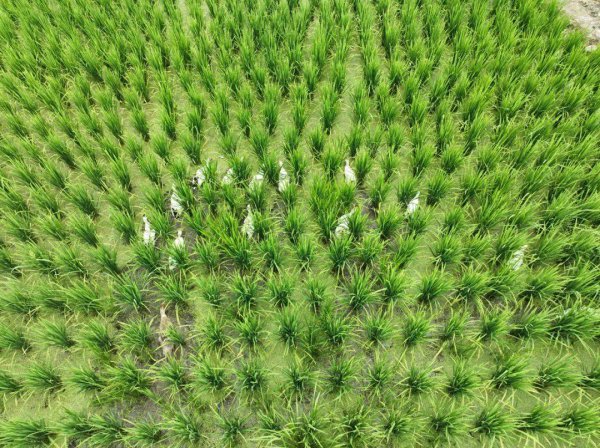 水稻生长环境条件及特点