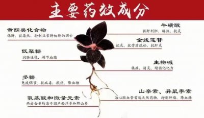金线莲生长环境条件及特点 金线莲的生长环境和特点