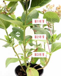 绣球怎么养护和管理 养护与管理绣球植物
绣球植物的养护技巧