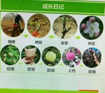 苹果生长环境条件及特点 苹果生长环境与特征