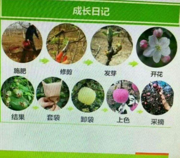 苹果生长环境条件及特点