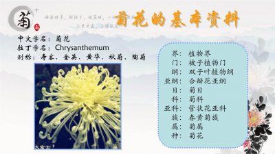 菊花生长环境条件及特点 菊花的生长条件与特性