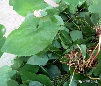 淫羊藿生长环境条件及特点 淫羊藿生长条件和特点