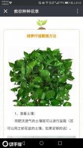 绿萝生长环境条件及特点 绿萝的生长环境和特征