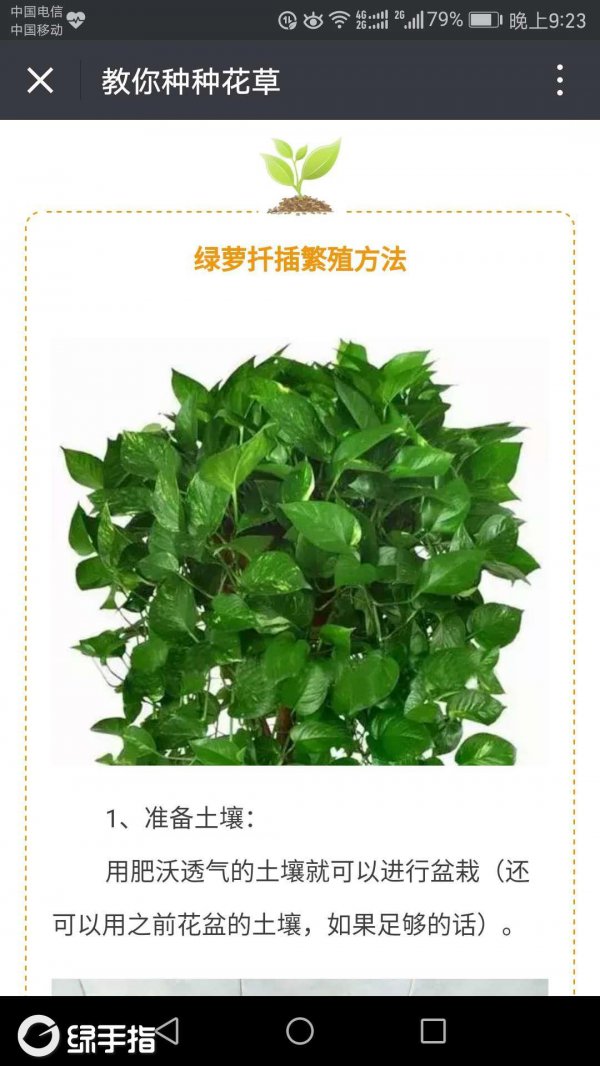 绿萝生长环境条件及特点
