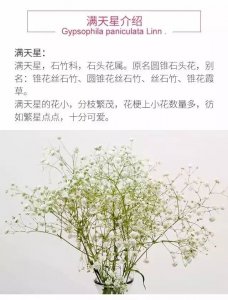 满天星生长环境条件及特点 满天星的生长环境和特性