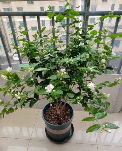 茉莉花生长环境条件及特点 茉莉花的生长环境和特征