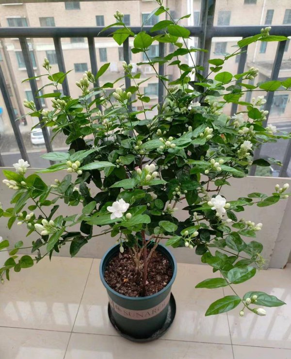 茉莉花生长环境条件及特点