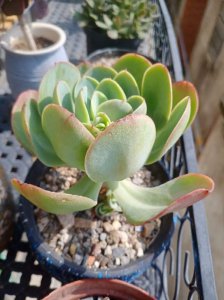 多肉碧桃怎么养出状态成果冻色 如何养护多肉碧桃以达到果冻色状态