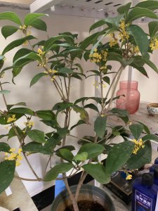 桂花怎么养才能开花 如何养护桂花才能促使其开花？